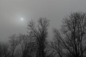 sole sugli alberi nella nebbia foto