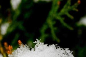 cristalli di neve in un arbusto verde foto