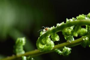 ragni in natura, felci e foglie foto