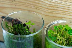 florarium all'interno di un bicchiere con muschio di bosco verde e piantine foto