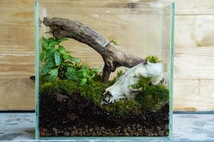 florarium con piante forestali e decorazione di muschio, legno e teschio animale foto