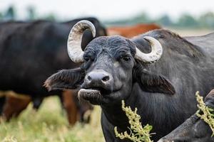 bufalo d'acqua nero nei campi foto