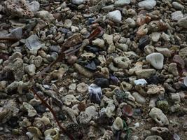 corallo e conchiglie sulla spiaggia foto