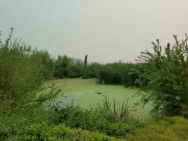 piante di alghe verdi che coprono l'acqua stagnante in un lago foto