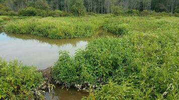 acqua con piccolo castoro diga con piante verdi foto