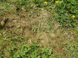 mucchio di sporcizia del formicaio ed erba verde foto