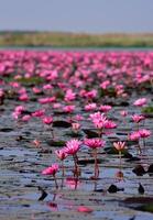 mare di loto rosa, nong han, udon thani, thailandia foto