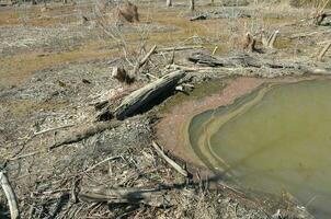 diga di castori con acqua e alberi in ambiente umido foto