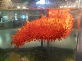 cetriolo di mare arancione su vetro in acquario foto