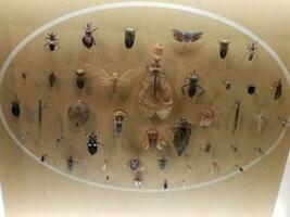 cicala appuntata e altri insetti sotto vetro foto