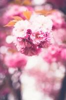 fiore di ciliegio