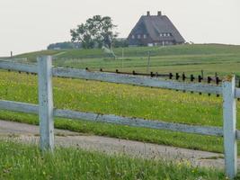 Hallig hooge nel mare del nord tedesco foto