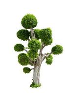 sfondo bianco dell'albero dei bonsai foto