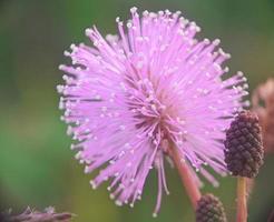 fiore di piante sensibili o mimosa pudica - fiori sensibili stanno sbocciando, primo piano dettaglio di fiori di piante sensibili foto