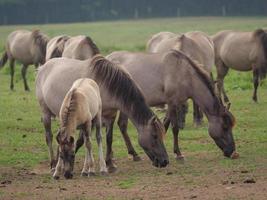 cavalli selvaggi in germania foto