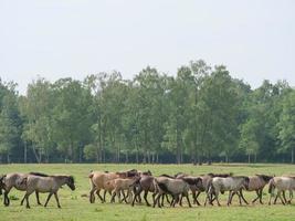 cavalli selvaggi in germania foto