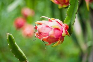 frutto del drago nel giardino foto