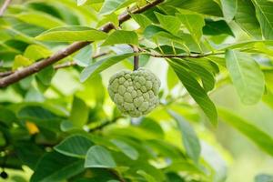 frutta di mela crema sull'albero verde nel giardino foto