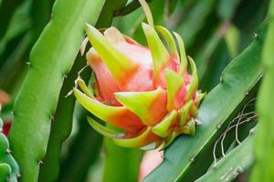 frutto del drago nel giardino foto