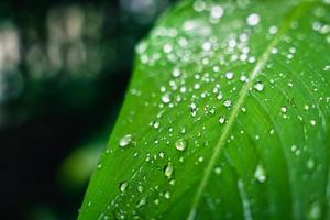 foglia verde con gocce d'acqua della pioggia in giardino