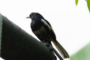 giovane uccello gazza comune che guarda e si appollaia su un palo in una piantagione tropicale foto