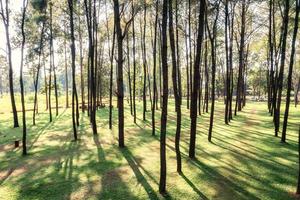 alberi di pino con luce solare brillano nella foresta piantata nell'area di conservazione del parco nazionale foto
