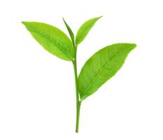 foglie di tè verde isolate su sfondo bianco foto