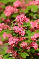 ramo di un albero con piccoli fiori rosa a Fulda, Assia, Germania foto