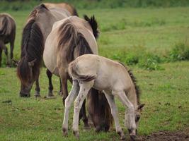 cavalli selvaggi su un prato in germania foto