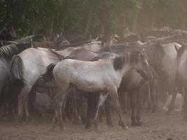 cavallo selvaggio in germania foto