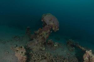 barriera corallina e piante acquatiche nel mar rosso, eilat israele foto