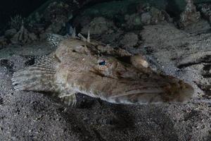 i pesci nuotano nel mar rosso, pesci colorati, eilat israele foto