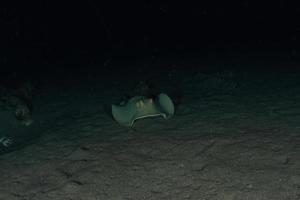 razza a macchie blu sul fondo del mare nel Mar Rosso foto