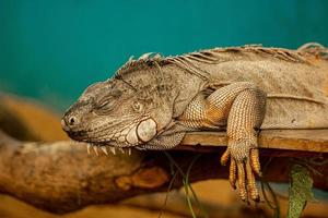 la vecchia iguana verde è un rettile lucertola della famiglia delle iguane. chiudere in gabbia. foto