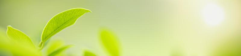 primo piano della natura vista foglia verde su sfondo verde sfocato sotto la luce del sole con bokeh e spazio di copia utilizzando come sfondo il paesaggio di piante naturali, concetto di copertura ecologica. foto