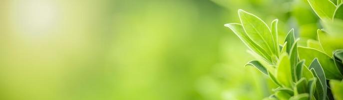 primo piano della natura vista foglia verde su sfondo verde sfocato sotto la luce del sole con bokeh e spazio di copia utilizzando come sfondo il paesaggio di piante naturali, concetto di copertura ecologica. foto