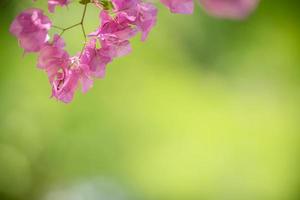 primo piano della natura vista bouganville rosa su sfondo verde sfocato sotto la luce del sole con bokeh e spazio di copia utilizzando come sfondo il paesaggio di piante naturali, il concetto di carta da parati ecologica. foto