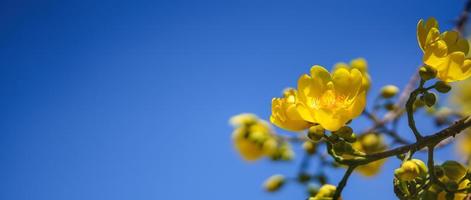 primo piano della natura fiore giallo su sfondo blu cielo sotto la luce del sole con bokeh e spazio di copia utilizzando come sfondo piante naturali paesaggio, concetto di copertina di ecologia. foto