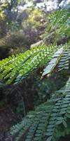 foglie di alberi tropicali, foglie di felci selvatiche, osmunda regalis, spighe o piiche, rami di felci arboree cyathea medullarisin davanti alla luce del sole. felce verde naturale selvaggia nella foresta foto