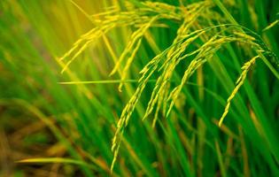 campo di riso verde. piantagione di riso. fattoria biologica di riso al gelsomino in asia. agricoltura risicola. bellissima natura dei terreni agricoli. cibo asiatico. risaia attendere il raccolto. coltivazione delle piante. foto