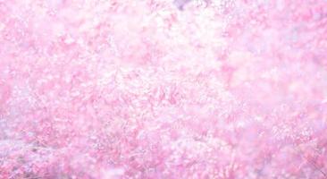 fiore rosa melinis repens texture di sfondo per San Valentino foto