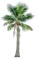 albero di cocco isolato su sfondo bianco utilizzato per la pubblicità dell'architettura decorativa. concetto di spiaggia estiva e paradisiaca. albero di cocco tropicale isolato. palma con foglie verdi in estate. foto