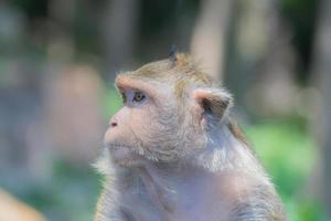 scimmia che cerca un amico con gli occhi tristi. simpatici animali. fotografia di ritratto di scimmia. foto