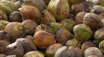 mucchio di noci di cocco mature dal raccolto della piantagione di cocco in thailandia. materia prima per l'industria manifatturiera dell'olio di cocco vergine e del latte di cocco. agricoltura della fattoria di cocco. frutta tropicale. foto