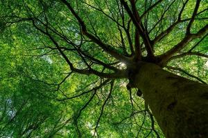 vista dal basso del tronco d'albero alle foglie verdi del grande albero nella foresta tropicale con luce solare. ambiente fresco nel parco. la pianta verde dà ossigeno nel giardino estivo. albero della foresta con piccole foglie in una giornata di sole. foto