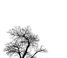 silhouette albero morto e ramo isolato su sfondo bianco. sfondo per il concetto di morte, disperazione, disperazione, tristezza e lamento. notte di Halloween. drammatica notte dell'orrore il giorno di Halloween. dolore astratto. foto