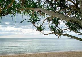 spiaggia di sabbia al mattino con cielo grigio. vista da sotto l'albero. spiaggia tropicale, sfondo vacanze estive. scena tranquilla. sabbia, mare e cielo. viaggio estivo. ambiente balneare. spiaggia di sabbia pulita.