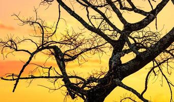 silhouette albero spoglio e cielo al tramonto. albero morto su sfondo dorato del cielo al tramonto. scena pacifica e tranquilla. bellissimo motivo a rami. bellezza nella natura. terra di siccità in estate. cielo serale. foto