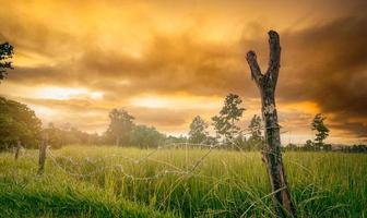 campo di riso verde con recinto di filo spinato e palo di legno al mattino con cielo giallo alba. risaia in asia. campo di risone verde. paesaggio di azienda agricola. zona agricola. foto