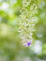 bouquet di fiori viola di cinque petali, come un petalo a 5 punte, la parte superiore dei petali è pelosa, la base dei petali è collegata al tubo, all'interno dei fiori ci sono 4-5 stami foto